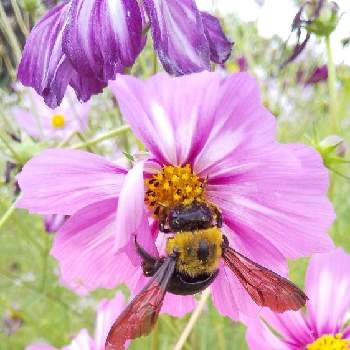 クマバチさんの投稿画像一覧 Greensnap グリーンスナップ