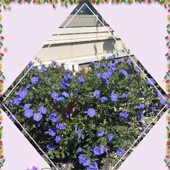 ガーデニング6ヶ月目の画像 by いっとさん | アメリカンブルーとエボルブルスと土曜日とエボルブルス。とガーデニング6ヶ月目とGS映えと青い花と砂利だらけの庭と季節の花とおうち園芸と秋の庭と紫♥青が好きとガーデニング初心者と花いろいろと花のある暮らしと青い花マニアと園芸初心者とチーム・ブルーとGS1年生とガーデニング一年生
