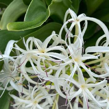 浜木綿の投稿画像一覧 Greensnap グリーンスナップ