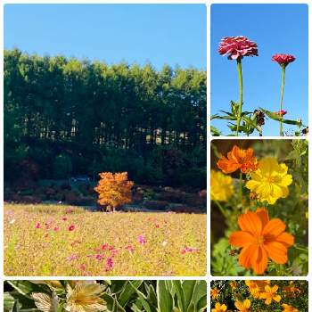 北海道の秋の画像 by 空色さん | お出かけ先と北海道の景色と穏やかな時間と北海道の秋と北海道と小さな幸せ感謝