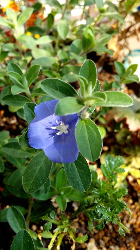 小さな庭の画像 by けいこさん | 小さな庭とスピッツとありがとう❤️と紫の夜を越えてと元気ですと愛媛県とおうち園芸と今日のお花
