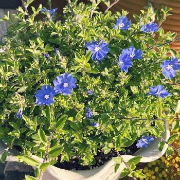 本日のお花の画像 by Yossyさん | 本日のお花とお気に入り♡とPWエボルブルズ・ブルーラグーンと鉢植えとチーム・ブルーと切り戻し