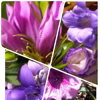 竜胆（りんどう）の画像 by ヒロンさん | 部屋とペチュニアとトルコキキョウと竜胆（りんどう）とリンドウと美しき青きドヨウとお出かけとおしゃれな土曜日♪とリンドウ竜胆と青紫系とトルコキキョウ✿と美しく青きドヨウとペチュニア☆と青い花マニアと青い秋の花2021と青(紫)の花が好き❤︎