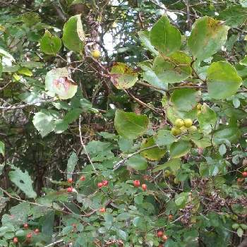 サルトリイバラの投稿画像一覧 Greensnap グリーンスナップ