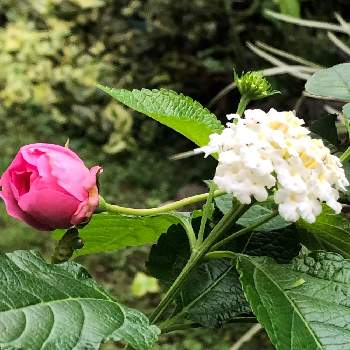 バラ ラファエルの画像 by sachikoさん | 小さな庭と休日の朝とバラ ラファエルとランタナの花
