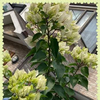 ブーゲンビリア 白の投稿画像一覧 Greensnap グリーンスナップ