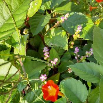 マルバルコウソウの花の画像 by ブルちえみさん | 畑とやぶからしとマルバルコウソウの花とつるむらさきとつる植物とちびっこい倶楽部とKBN46