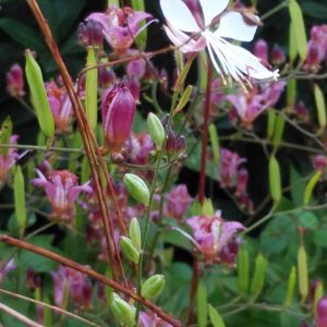 ガウラ(白蝶草),ホトドギス,山野草,屋上庭園,自然大好きの画像