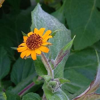 ヤーコンの花の投稿画像一覧 Greensnap グリーンスナップ