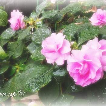 カリフォルニアローズ フィエスタの画像 by Yume cafeさん | 玄関とカリフォルニアローズフィエスタと鉢植えのお花と可憐なお花と元気をもらってとカリフォルニアローズ フィエスタとピンクのお花とか〜わい〜