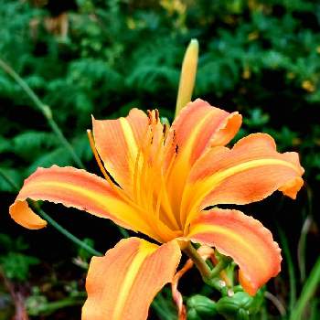 ノカンゾウの花の投稿画像一覧 Greensnap グリーンスナップ