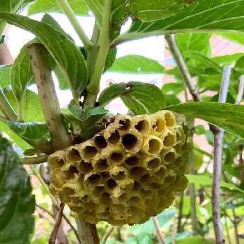 蜂の巣の投稿画像一覧|🍀GreenSnap(グリーンスナップ)