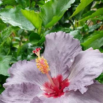 むらさき色の画像 by くまちゃんさん | ハイビスカスとデニム　ブルーと花のある暮らしとむらさき色と我が家の庭のお花とハイビスカスLove