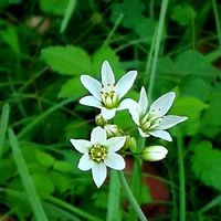 ハナニラの育て方 植え付け時期や植え替えの必要は 臭いはあるの Greensnap グリーンスナップ ハナニラの育て方 植え付け時期や植え替えの必要は 臭いはあるの Greensnap グリーンスナップ