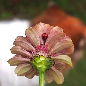 テントウムシの投稿画像一覧 Greensnap グリーンスナップ