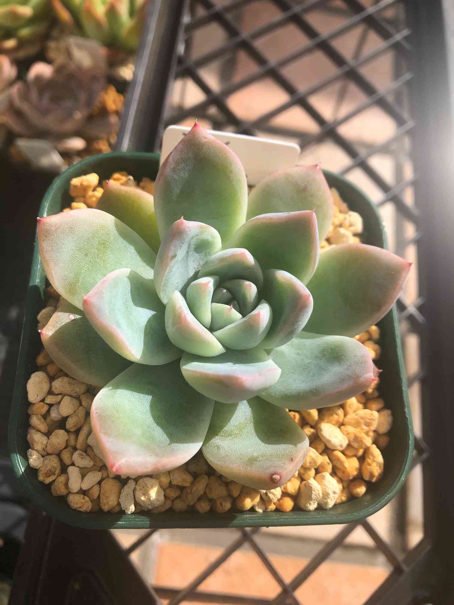 葉挿し苗✨コロラータデザートハーモニー✨ 葉挿し苗