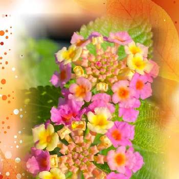 ランタナ(七変化)の画像 by ひみつのアッコちゃんさん | お出かけ先とランタナ(七変化)とスマホ撮影と可愛い花と美しい花と元気な花と加工アプリ使用と大好きな花と花を見る喜びと私のお気に入りと地植えの花