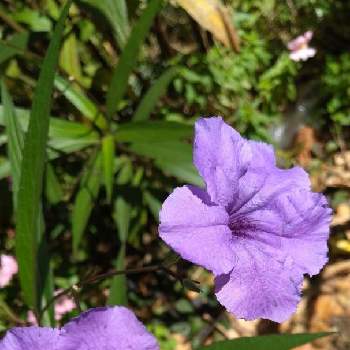 青い花に魅せられての画像 by Momorinさん | お出かけ先と花散歩と花パトロールと花マニアと花中毒と植中毒と青い花に魅せられてと花のある暮らしと植物マニアと青い花大好き