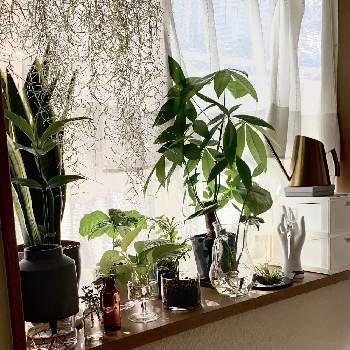 マングローブの木の投稿画像一覧 Greensnap グリーンスナップ