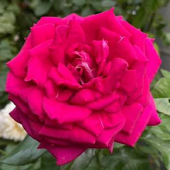 バラ　レジスマルコンの画像 by ポンポンさん | アプローチとバラ　レジスマルコンと秋バラと花もちが良いと2021年10月と大輪とおうち園芸と四季咲きと鉢植えとデルバールとトゲが少ない