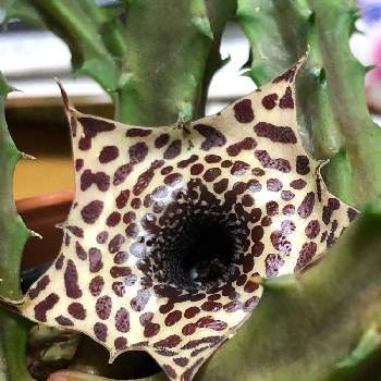 ガガイモの投稿画像一覧 Greensnap グリーンスナップ