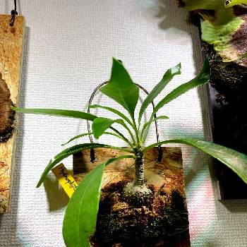 ミルメコディア ベッカリーの投稿画像一覧 Greensnap グリーンスナップ