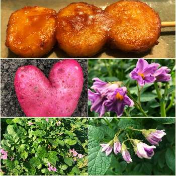 ジャガイモ栽培の画像 by 花土葉さん | 小さな庭といつも笑顔で〜〜♡と癒しと紫色の花とジャガイモ栽培と秋の日と❤️私から貴方へとささやかな幸せとじゃがいもと楽しい時間
