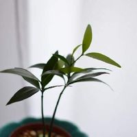 ナギ 梛 の育て方 幸せを呼ぶ観葉植物なの 枯れる原因は Greensnap グリーンスナップ