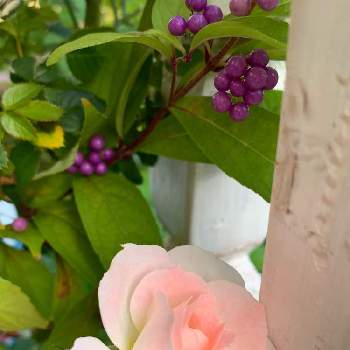 紫式部♡の画像 by みぃさん | 小さな庭と小さなお花と紫色と眺めて幸せと花のある生活と花となかよしと紫式部♡と花のある暮らしと薔薇♪と優しい色と庭の片隅で…