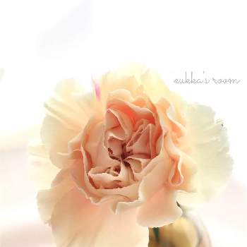 花瓶合わせの画像 by kukkaさん | 部屋とカーネーションと逆光と癒しと切り花を楽しむと花を飾ると穏やかな心とナチュラルスタイルと花のある暮らしと花瓶合わせと優しい色と切り花