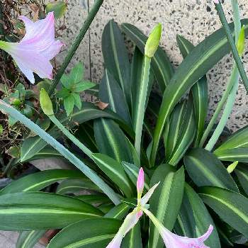 ホンアマリリスの投稿画像一覧 Greensnap グリーンスナップ