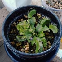 ハエトリソウ ハエトリグサ の育て方 捕食の仕組みや餌は 植え替え方法は Greensnap グリーンスナップ