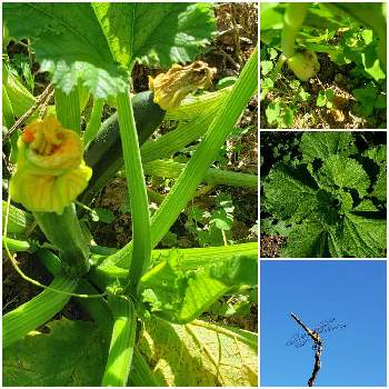 白菜の投稿画像一覧 Greensnap グリーンスナップ