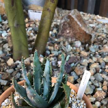 アロエ ペグレラエの投稿画像一覧 Greensnap グリーンスナップ