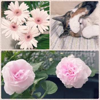 バラ咲きインパチェンス☆の画像 by ＊mimi＊さん | 小さな庭とバラ咲きインパチェンス☆とネコのいる暮らしとネコ好きとねこちゃん♡と花のある暮らし