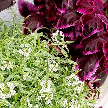 コリウス ときめきリンダの投稿画像一覧 Greensnap グリーンスナップ