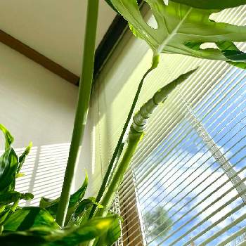 ポトステルノシャングリラの投稿画像一覧 Greensnap グリーンスナップ