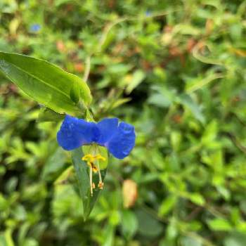 ツユクサ科の投稿画像一覧 Greensnap グリーンスナップ