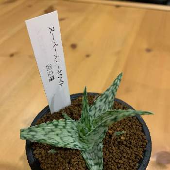 アロエ スーパースノーホワイトの投稿画像一覧 Greensnap グリーンスナップ