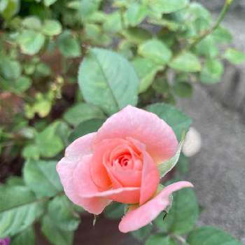 バラ・セントラルローズの画像 by みんみんさん | 玄関とミニ薔薇と薔薇♪とばら❤とバラ・セントラルローズ