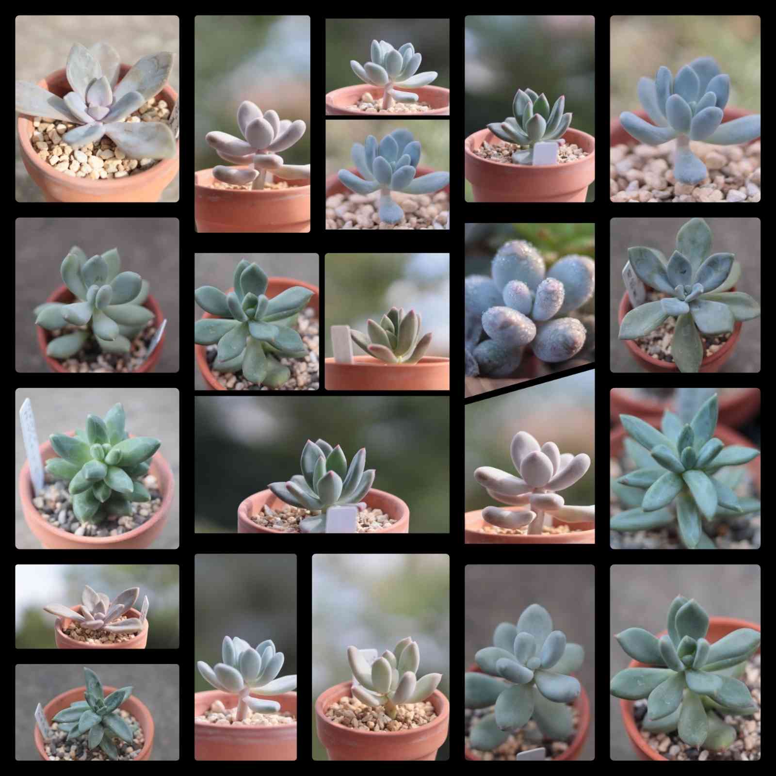 フレニュー錦色班双苗 多肉植物 パキフィツム