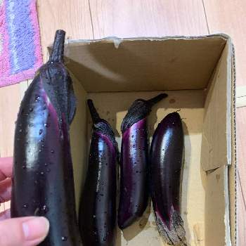 秋茄子の投稿画像一覧 Greensnap グリーンスナップ