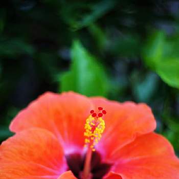 赤橙色の花の投稿画像一覧 Greensnap グリーンスナップ