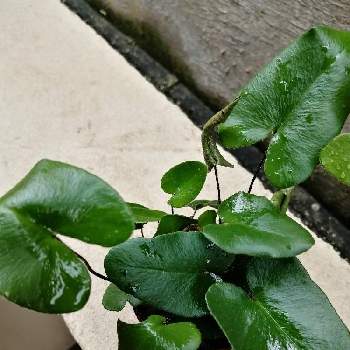 ハートファーンの投稿画像一覧 Greensnap グリーンスナップ