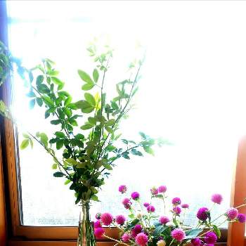 夏の終わりの画像 by れもんさん | 窓辺と千日紅とかわいいと夏の終わりとおうち園芸