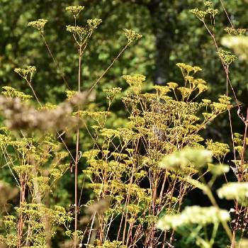 オミナエシ,山野草,上三依湿性植物園の画像
