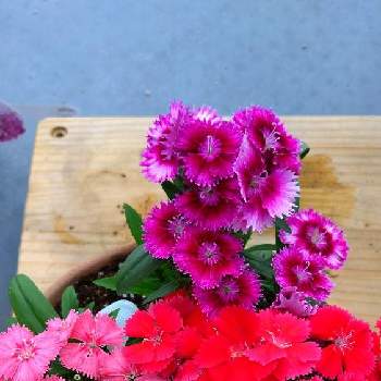 テルスターの投稿画像一覧 Greensnap グリーンスナップ