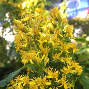 アキノキリンソウ 秋の麒麟草 の投稿画像一覧 Greensnap グリーンスナップ