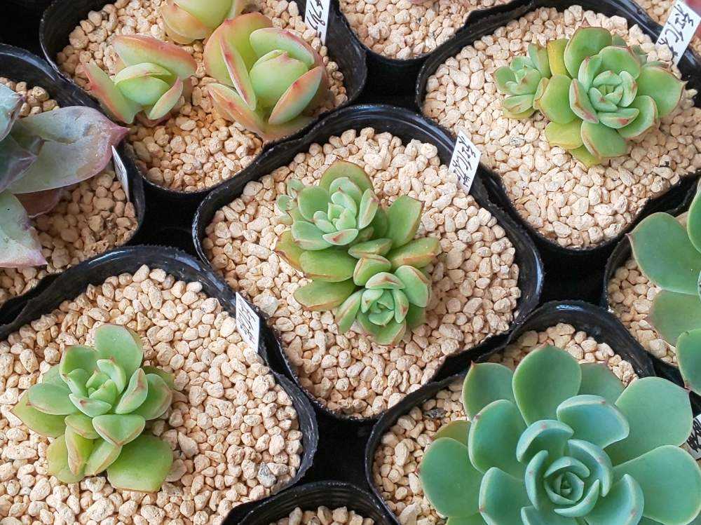 紅化粧錦　多肉植物　ラストの二頭っ子　エケベリア 紅化粧錦 多肉植物 ラストの二頭っ子 エケベリア （紅白