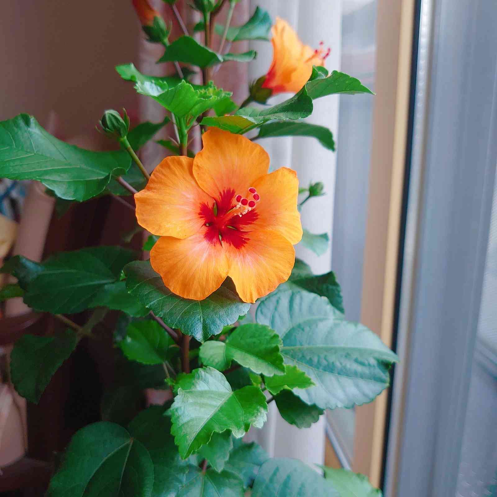 ハイビスカス様 1634481019559_463128_20211017_